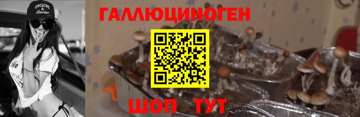 Галлюциногенные грибы мухоморы Элиста